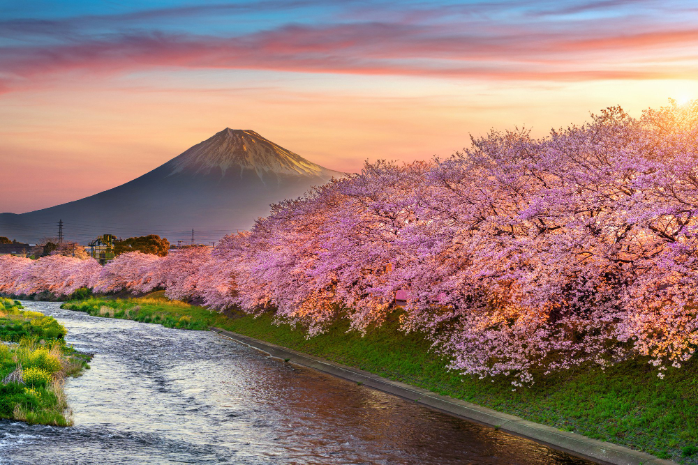 cherry blossom festival japan